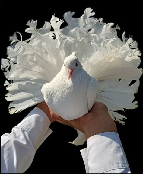 Indian Fantail Pigeon, Pretty Pigeon, Pigeon Aviary, Pet Dove, Animal Mutations, Ringneck Dove, Jacobin Pigeon, Pigeon White, Fantail Pigeon