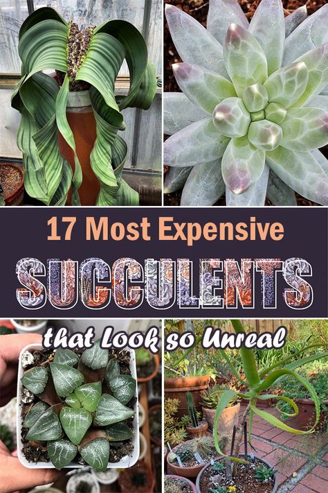 Here's an exclusive list of the Most Expensive Succulents in the World that you can add to your plant collection! Rare Succulent Plants, Rare Cactus And Succulents, Tall Succulents Plants, Big Succulents, Unusual Houseplants, Huge Succulents, Plants Reference, Cactus Propagation, Suculentas Ideas