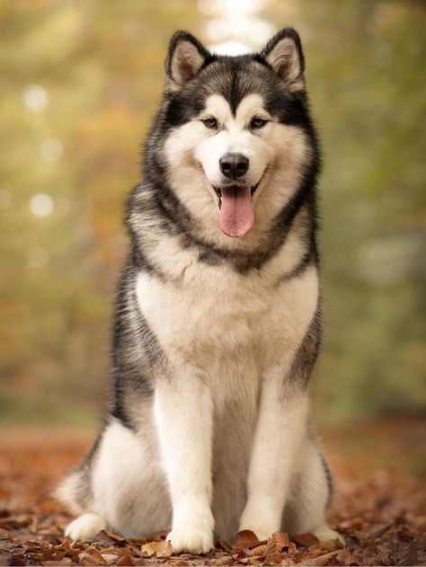 Haski Dog, Husky Breeds, Working Dogs Breeds, Big Dog Breeds, Cute Husky, Really Cute Dogs, Alaskan Malamute, Large Dog Breeds, Husky Dogs