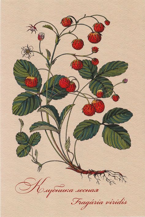 Rhubarb Botanical Illustration, Wild Strawberry Drawing, Wild Strawberry Illustration, Medieval Plants Illustration, Strawberry Plant Illustration, Science Illustration Art, Fruit Botanical Illustration, Vintage Plant Illustration, Berry Drawing