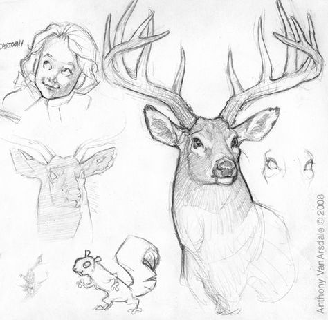 This is a nice sketch of a male deer with antlers, drawn by Canadian artist and illustrator Anthony VanArsdale. Antler Drawing, Antlers Drawing, Deer Sketch, Deer Drawing, Deer Illustration, Deer Painting, Animal Drawings Sketches, Deer Art, A Deer