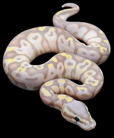 Banana Pastel Ball Python, Pastel Ball Python, Danger Noodles, Cool Snakes, Pretty Snakes, Ball Python Morphs, Ball Pythons, Snake Lovers, Python Snake