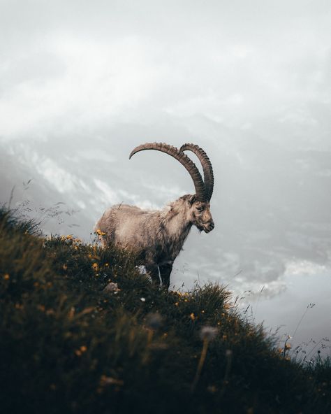 white mountain goat on green grass field near river photo – Free Animal Image on Unsplash G.o.a.t Wallpaper, Feather Photo, Alpine Ibex, Capricorn Aesthetic, Capricorn Season, Paws And Claws, Mountain Goat, White Feather, Anime Tattoos