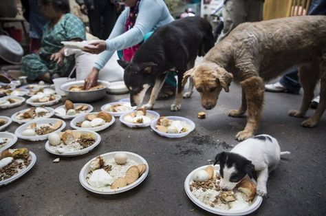 Humane Sociaty International’s Animal Rescue Team deployed to Kathmandu, Nepal on April 30, 2015, to offer emergency animal welfare aid following a devastating 7.8 magnitude earthquake. In this image released May 8, 2015, Gyanu Devla, a local Nepali woman known as “Dog Mother,” and her supporters feed street dogs in Kathmandu, Nepal. Gyanu and her supporters held a memorial for the dogs that died in the earthquake, and prepared a special meal for the survivors, which they delivered to street dog Nepal People, Cute Animal Memes, Human Kindness, Faith In Humanity Restored, Humanity Restored, Sweet Stories, Cute Stories, Amazing Animals, Faith In Humanity