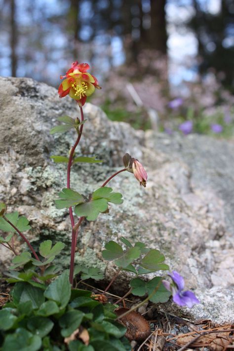 Aquilegia Canadensis, Native Plant Landscape, Mariposa Lily, High Country Gardens, Native Plant Gardening, Country Gardens, Gardening 101, Native Garden, How To Attract Hummingbirds