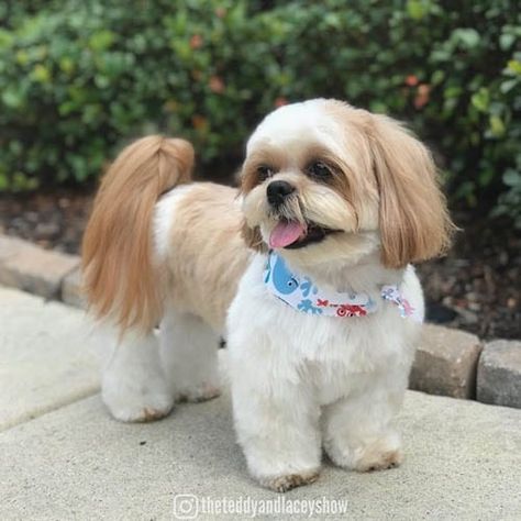 Dog Haircuts Shitzu, Shi Tzu Hairstyles Short, Shih Tzu Grooming Styles Teddy Bears, Shihtzu Haircut Teddy Bears, Shichon Grooming Styles, Short Shitzu Haircut, Shitzu Haircuts Boy, Shih Tzu Grooming Styles Short, Shih Tzu Teddy Bear Haircut