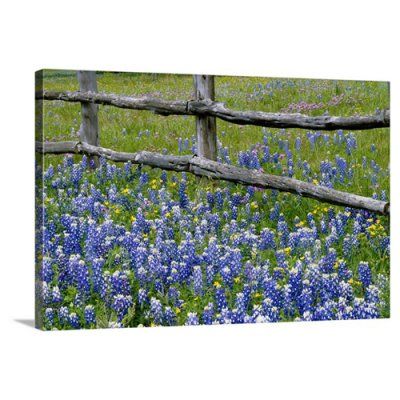 Great BIG Canvas Bluebonnet Flowers Blooming Around Weathered Wood Fence Wall Art Texas Bluebonnets Art, Texas Canvas, Home Decor Spring, State Artwork, Relaxing Art, Flowers Blooming, Decor Spring, Classic Paintings, Floral Artwork