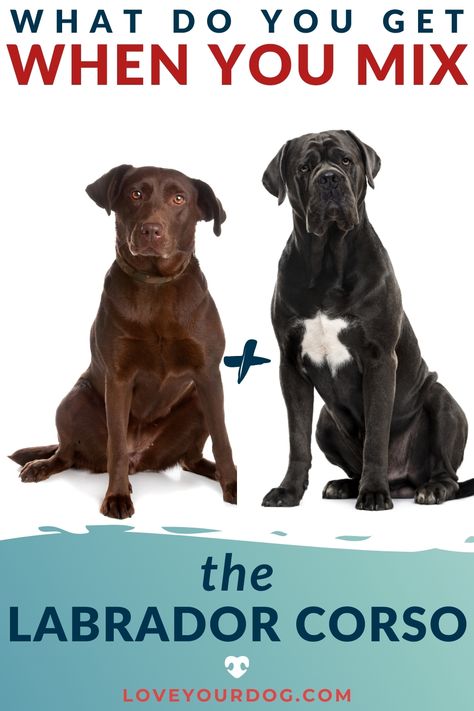 Curious about the Cane Corso Lab mix? We break down this lovely mixed breed by looking at puppy costs, temperament, overall size, and more! #loveyourdog #canecorso #labrador #labradorretriever #canecorsomix #labradormix #bigmixbreeddog #ilovelabradors Cane Corso Labrador, Female Cane Corso, Labrador Mix, Cane Corso Dog, Corso Dog, Black Labrador Retriever, Lab Puppy, Breed Dogs, Labrador Retriever Mix