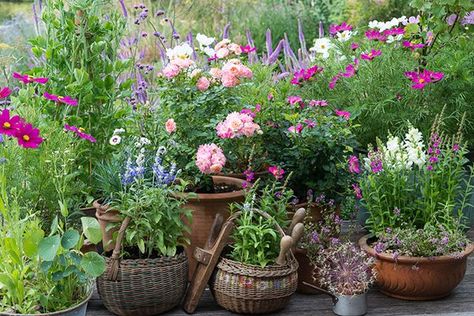 5 Tips for Designing a Cottage Garden – Grow Beautifully Tiny Cottage Garden, Apartment Decoration, Cottage Garden Plants, Cottage Garden Design, English Cottage Garden, Garden Containers, Garden Show, Garden Borders, Plants And Flowers