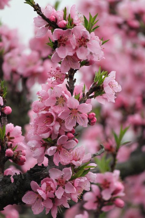 Pesco da Fiore - Peach Flower Tree Peach Blossom Aesthetic, Peach Blossom Wallpaper, Peach Blossom Tree, Peach Blossom Flower, Trees Photography, Magnolia Trees, Peach Trees, Peach Blossom, Tree Photography