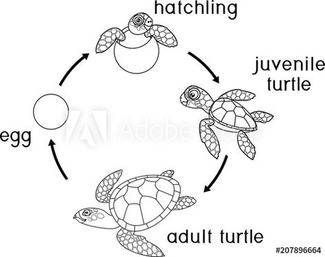 Life Cycle Of A Turtle, Prehistoric Ocean, Sea Turtle Life Cycle, Turtle Life Cycle, Turtle Coloring, Turtle Coloring Pages, Coloring Page Free Printable, Small Room Design Bedroom, Free Coloring Sheets