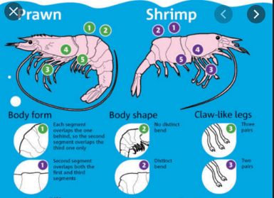 Prawn Farming, Shrimp Farming, Aquaponics Greenhouse, Backyard Aquaponics, Aquaponics Fish, Aquaponics Diy, Aquaponic Gardening, Prawn Shrimp, Different Fish