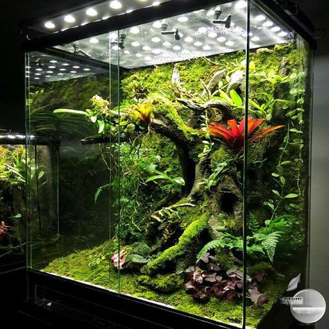 The #terrarium is both an object of #decoration and a #miniature #ecosystem. Original and full of #charm, it allows to #highlight the plants it houses. The particular conditions of culture (#humidity, #restricted space, #rare substrate) however imply some precautions. Burgundy Plants, Chameleon Terrarium, Dart Frog Vivarium, Gecko Vivarium, Bioactive Vivarium, Terrariums Diy, Tropical Terrariums, Snake Terrarium, Frog Terrarium