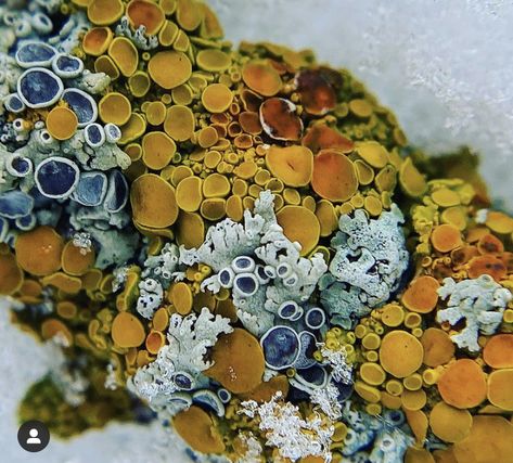 Moss Under Microscope, Mushrooms Nature, Mold Spores, Lichen Moss, Growth And Decay, Mushroom Fungi, Natural Forms, Patterns In Nature, Color Textures