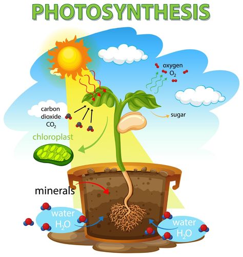 Process Of Photosynthesis, Nutrition In Plants, Biology Plants, Holiday Homework, Plant Activities, Plant Vector, Plant Cell, Easy Arts And Crafts, Plant Lighting