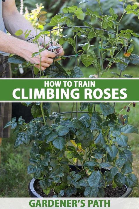 A fence, wall, or arbor covered in the flowers of a climbing rose is an incomparable sight. Training the plant well in the first place is key to success down the road. Learn how to train your rose the right way to establish a healthy, beautiful plant in this guide on Gardener's Path. #climbingrose #gardening #gardenerspath Train Climbing Roses, Rose Fence, Shade Roses, Fence Wall, Homestead Gardens, Climbing Rose, Planting Roses, Key To Success, Climbing Roses