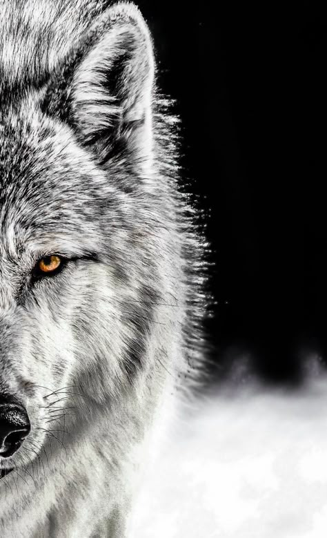 A cold winter's day out seeing local wildlife. I spent most of the afternoon in the freezing cold completely captured by the wolves. Wolf Mythology, Wolf Face Paint, Wolf Sleeve, Regard Animal, Wolf Clothing, The Lone Wolf, Wolf Decor, Wolf Warriors, American Flag Wallpaper