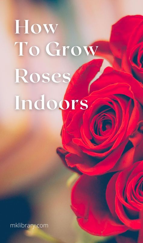 It’s hard to picture roses growing inside because most are unaware that growing roses indoors is even possible. Turns out, growing roses inside your home is completely doable with the right type of care and attention. Indoor Roses, How To Grow Roses, Roses Growing, Rose Plant Care, Wilted Flowers, Flower Growing, Houseplant Care, Rose Plant, Rose Care