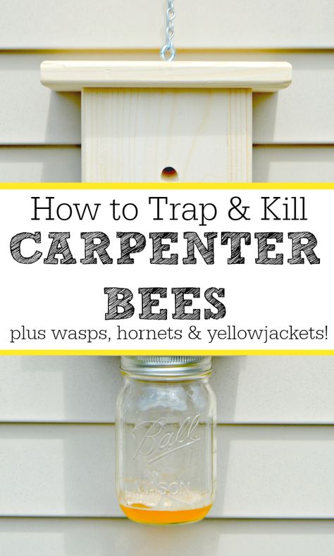 How to trap and kill carpenter bees, wood bees, wasps, hornets and yellow jackets naturally. Wood Bee Trap, Bee Catcher, Bee Trap, Carpenter Bee Trap, Wasp Traps, Bee Traps, Wood Bees, Carpenter Bee, Bees And Wasps