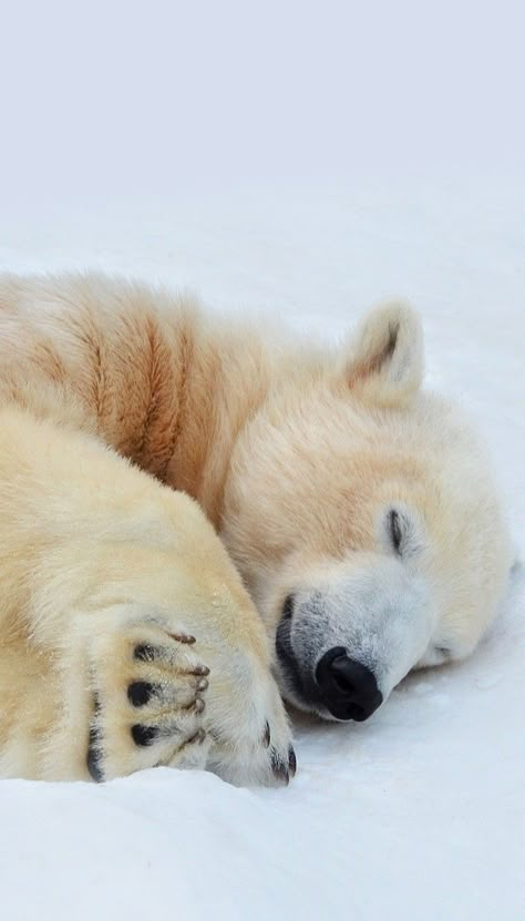 Paul Nicklen Photography, Polar Bears Wallpaper, Polar Bear Aesthetic Wallpaper, Polar Bear Background, Polar Bear Wallpaper Iphone, Polar Bear Aesthetic, Paul Nicklen, Polar Bear Wallpaper, Big Puppies