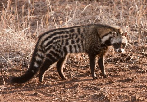 African Civet - Civettictis civetta African Civet, Civet Cat, Interesting Animals, Unusual Animals, Rare Animals, Silly Animals, African Animals, Hyena, Weird Animals