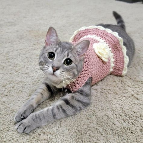 Gato Crochet, Kitten Sweater, Cat Playground, Cats Products, Crochet Dresses, Cat Dresses, Cat Hat, Crochet Dog, Crochet Stuff