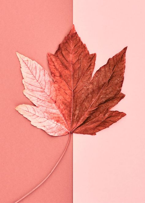 Image courtesy of [Adobe Stock](https://stock.adobe.com/uk/) Fall Wallpaper Iphone Backgrounds, Fall Wallpaper Backgrounds, Backgrounds Autumn, Fall Wallpaper Iphone, Fall Backgrounds Iphone, Iphone Arkaplanları, Peach Aesthetic, Iphone Wallpaper Fall, Fall Background