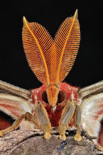 Male Atlas Moth (Attacus atlas) Creepy and weird that these are the 2 names that we are considering for baby (Atticus and Atlas). Attacus Atlas, Giant Moth, Poodle Moth, Cute Moth, Atlas Moth, Cool Insects, Yunnan China, Moth Butterfly, Moth Caterpillar