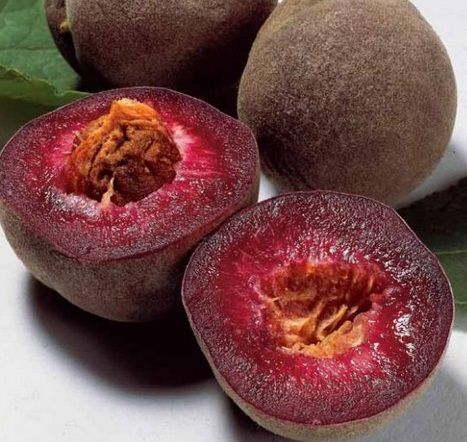 Top 10 Strange, Rare and Unusual Peaches  Anyone for a blood peach?  #fruityfridays #fruitninja #RareReplay Donut Peach, Unique Fruit, Nuts & Seeds, Red Peach, Food Forest, Beautiful Fruits, Peach Trees, Exotic Fruit, Nectarine