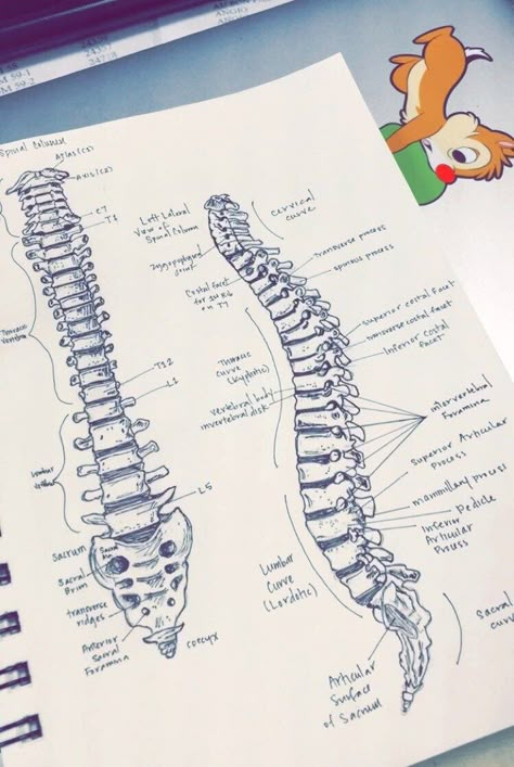 Anatomia Humana Ossos Coluna College Studying, Organizator Grafic, Medical Student Study, Aesthetic School, Medical School Motivation, Medicine Student, Medical School Inspiration, Nursing School Notes, Medical School Studying