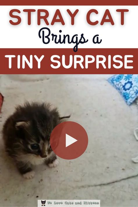 Baby Kitten Videos, Cute Kitten Videos, Cat Having Kittens, Kittens Meowing, Cute Cat Video, Kitten Videos, Arty Ideas, Best Cat Gifs, Cat Shampoo