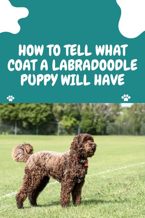 HOW TO TELL WHAT COAT A LABRADOODLE PUPPY WILL HAVE
Labradoodles are one of the most popular dog breeds across the nation. They are beloved for their intelligence, obedience, and loyalty. Labradoodles can have a variety of coat types and colors. When it comes to trying to guess what type of coat your labradoodle puppy will have, things can get a bit tricky. 

The best way to gauge what kind of coat Labradoodle puppies will have is to look at the parents. Labradoodle Puppy Cut, Labordoodle Puppy, Labradoodle Grooming Haircuts, Labradoodle Grooming Style, Labradoodle Haircut Style, Chocolate Labradoodle Puppy, Labradoodle Haircut, F1 Labradoodle, F1b Labradoodle