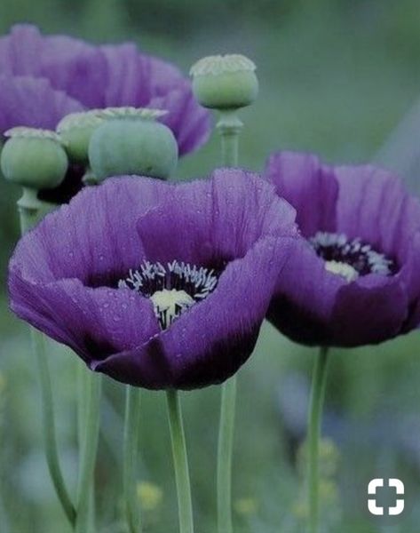 Purple poppies Purple Poppies, Poppy Flower, Flower Photos, Beautiful Blooms, Flower Pictures, Love Flowers, Flowers Photography, Pretty Flowers, Purple Flowers