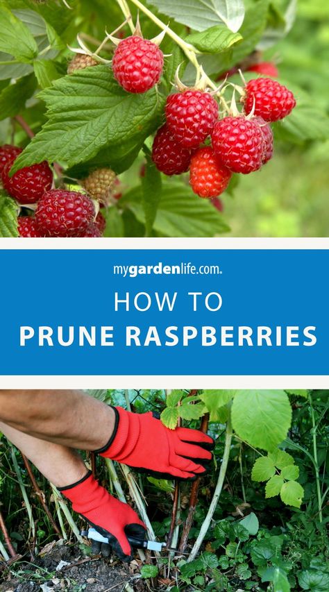 Check out this step-by-step guide on how to prune raspberry shrubs like a pro! Explore the ins and outs of raspberry plant care tips, from when to prune to which canes to remove. Whether you're a beginner or experienced gardener, this comprehensive guide will help you maintain healthy and productive raspberry plants in your garden. Find more fruit gardening ideas and raspberry plant growing tips at MyGardenLife.com. Rasberry Bushes, Pruning Raspberries, Raspberry Plant, Raspberry Bushes, Raspberry Canes, Prune Fruit, Raspberry Bush, Growing Raspberries, Raspberry Plants