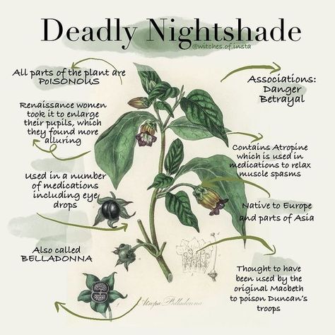 Witches of Insta 👁⬆️ Stories on Instagram: “Today's plant is Deadly Nightshade, also known as Belladonna.⁠ ⁠ A highly poisonous plant, of which all parts are poisonous (not just the…” Deadly Plants Aesthetic, Poisonous Flowers, Nightshade Plant, Herbs Remedies, Deadly Plants, Herbal Witch, Poison Garden, Interesting Tattoos, Deadly Nightshade