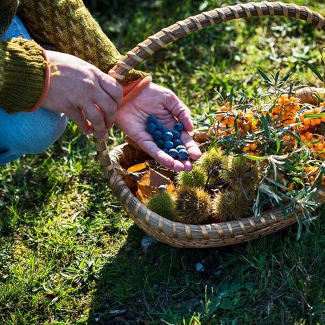 Forager Aesthetic, Foraging Uk, Foraging Aesthetic, Lions Mane Benefits, Manifesting Happiness, Foraging Guide, Adventure Core, Sweet Chestnut, Lion's Mane