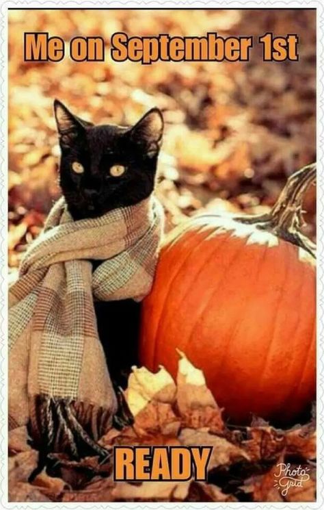 Fall Memes, Autumn Magic, Autumn Scenes, Autumn Scenery, Fall Feels, Happy Fall Y'all, Fall Pictures, Autumn Cozy, Fall Favorites