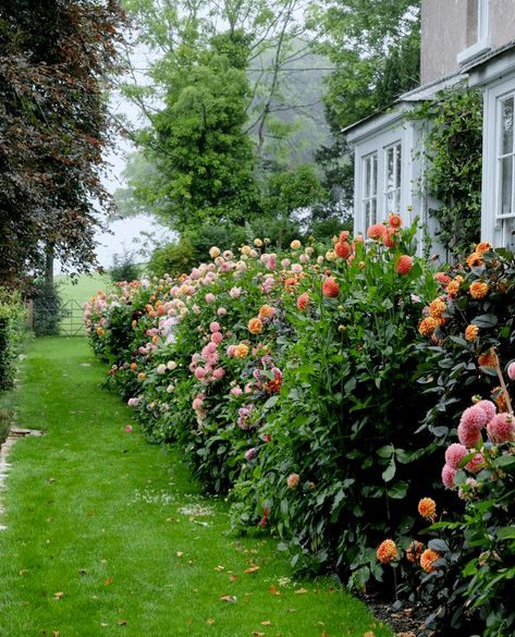 Dalia Garden, Ben Pentreath, Dahlia Garden, English Garden Design, Country Garden Decor, Glam Pad, Exquisite Gardens, Growing Dahlias, Garden Wallpaper