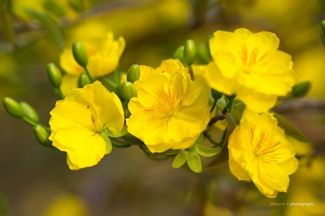 Yellow Apricot Blossom, Yellow Quince, Apricot Blossom, Blossom Tattoo, Wonderful Flowers, Unusual Plants, Cherry Blossom Flowers, Peach Flowers, Blossom Trees