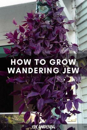 Wondering Jew Plant, Wondering Jew, Jew Plant, Wandering Jew Plant, Types Of Houseplants, Wandering Jew, Gardening Vegetables, Types Of Herbs, Household Plants