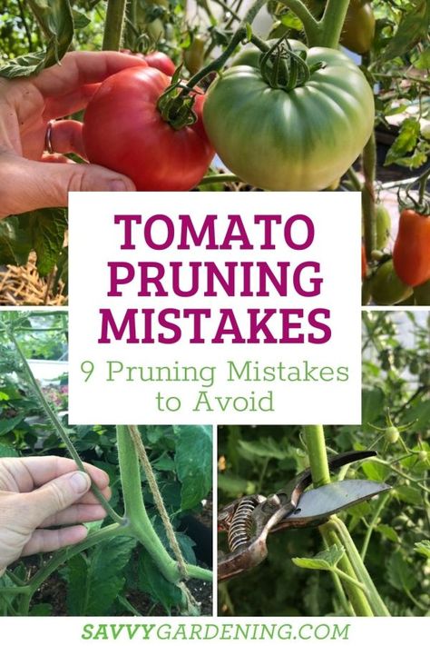 Trimming Tomato Plants, Blueberry Fertilizer, Tomato Suckers, Pruning Tomato Plants, Tomato Pruning, Plant Training, Determinate Tomatoes, Growing Tomato Plants, Big Tomato