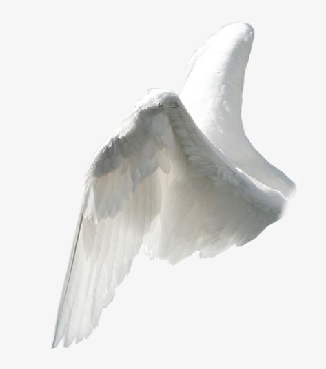 Angel Wings Reference Photo, Angel Wings Drawing Reference, Bird Wings Reference, Angel Wings Reference, Wing Reference, Wings Reference, Wings Picture, Wing Png, Angel Png