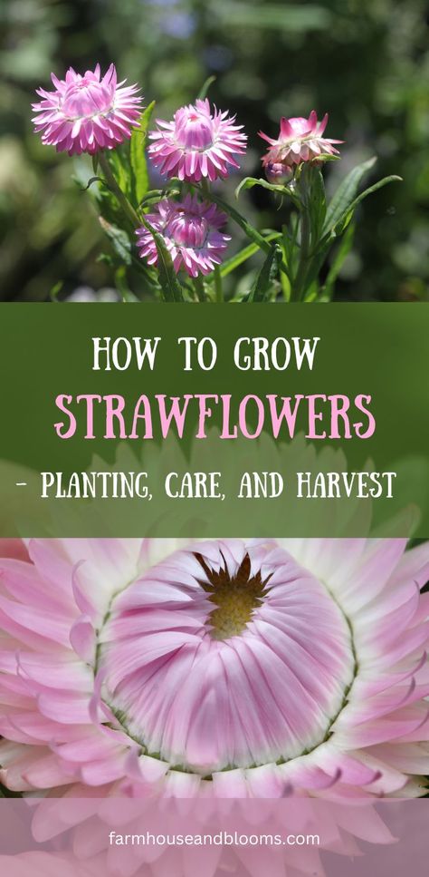 two pictures of pink strawflowers in the garden Diy Dried Flower Arrangement, Long Lasting Flowers, Straw Flowers, Grow From Seed, Growing Gardens, Everlasting Flowers, Cut Flower Garden, Annual Flowers, Food Garden