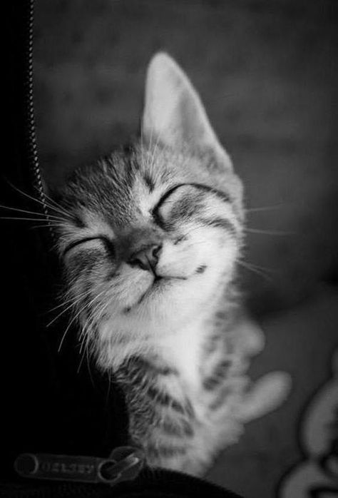 Happy Kitty, Smiling Cat, Image Chat, Cute Cats Photos, Cat Photography, Cat Sleeping, Cute Cats And Dogs, Happy Cat, Cute Kittens