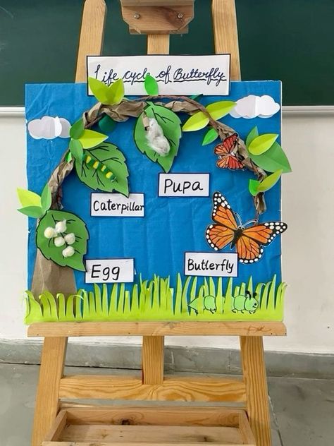 Butterfly Cycle Project, Life Cycle Of A Butterfly Craft, Butterfly Life Cycle Project, Butterfly Life Cycle Activity, Butterfly Life Cycle Craft, Life Cycle Activities, Science Exhibition Projects, Life Cycle Of A Butterfly, Life Cycle Craft