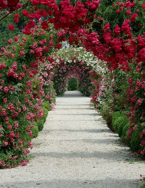 Rose Garden Design | Rose Garden | design calendar Moderne Have, Rose Arbor, फोटोग्राफी 101, Desain Lanskap, Have Inspiration, Colorful Roses, The Secret Garden, Climbing Roses, Gorgeous Gardens