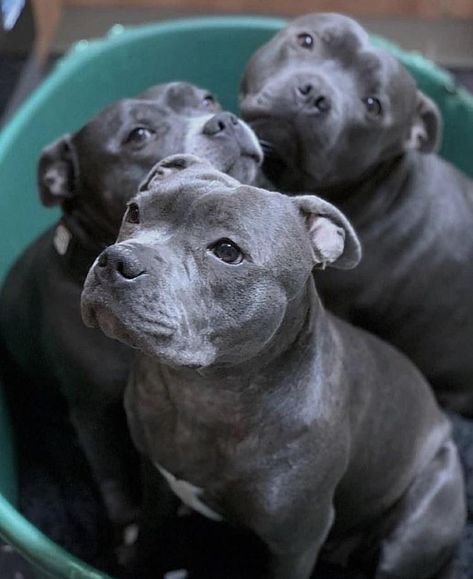 Scrub a Dub Dub  3 sleepy Pibble Pups in a a tub  #pitbulls #pitbullpuppies #pitbullterrier #pitbulldog Cute Pitbulls, Staffy Dog, Bully Breeds Dogs, Pitbull Puppy, Bully Dog, Pitbull Lover, Pitbull Puppies, Bully Breeds, Puppies Funny