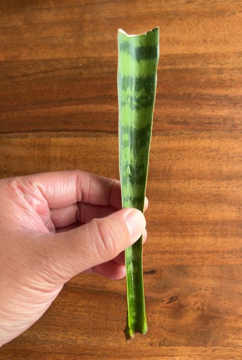 How to Propagate Snake Plants: A Step-by-Step Guide - Plant Without Soil How To Propagate Snake Plant, Propagating Snake Plant, Propagate Snake Plant, Snake Plant Propagation, Plants Grown In Water, Snake Plant Care, Garden Boxes Diy, Snake Plants, Plant Care Houseplant