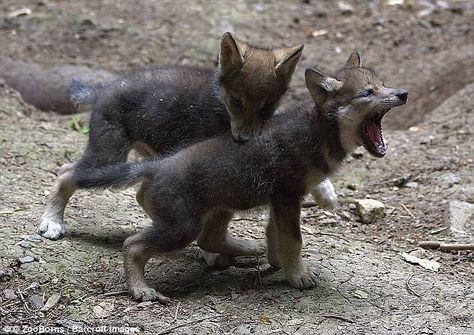 Wolf Puppies, Fantasy Wolves, Wolf Cubs, Eurasian Wolf, Wolf Pups, Wolf Puppy, Wolf Hybrid, Wolf Stuff, Wolf Pup