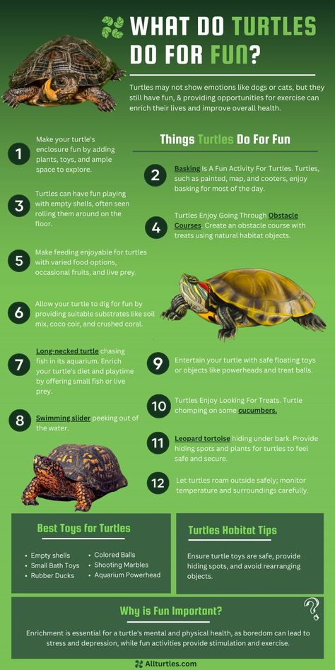 Pet Turtle Care, Box Turtle Habitat, Red Eared Slider Turtle, Turtle Aquarium, Turtle Care, Turtle Homes, Slider Turtle, Ocean Currents, Tortoise Care